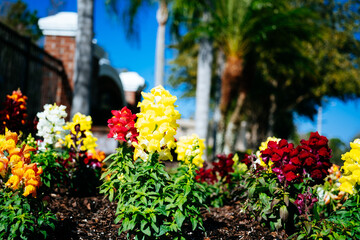 Colorful garden snapdragon flower in winter