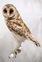 barn owl