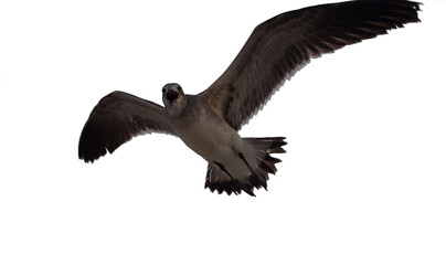 Gaviota con pico abierto volando con sus alas expandidas en fondo blanco