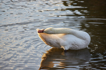 冬の池の水面に遊んでいる綺麗な白鳥の様子