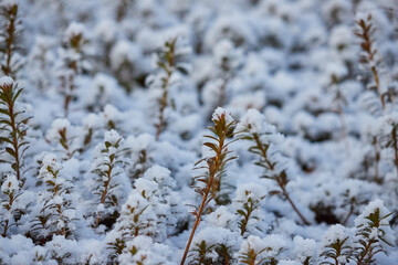 冬の公園の雪景色