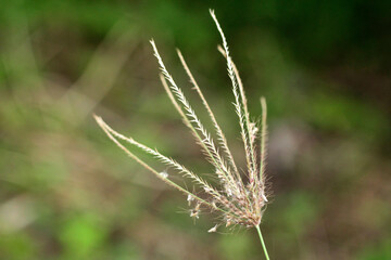 Fototapeta na wymiar close up the flower of nutgrass getting old and dry