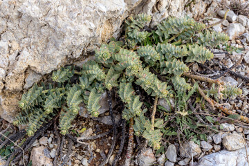 Poisonous plant (Euphorbia myrsinites) close-up