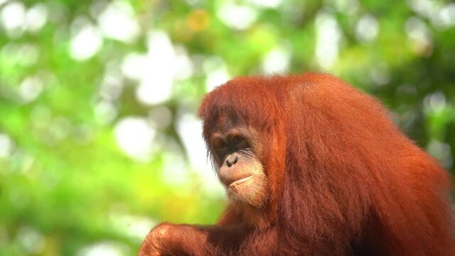 Young orangutan is bored by a warm sunny day