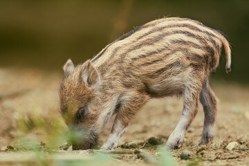 frischlinge wilschweinbabies beim suhlen in der Natur