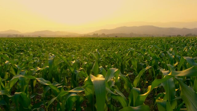 green corn field in the agricultural garden in the evening and light shines sunset. Crane shot