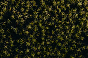 High contrast, shallow depth image of star-shaped moss