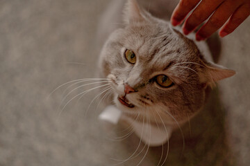 close up portrait of a cat is roaring