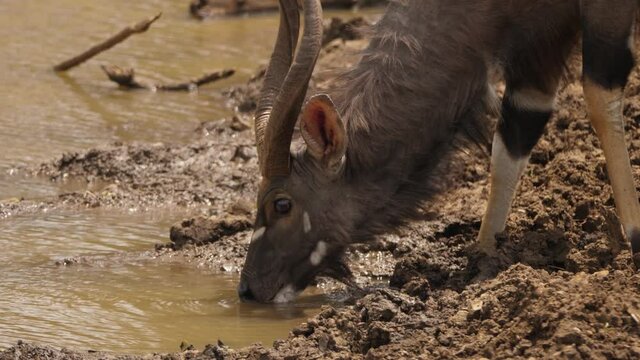Close up profile of male Nyala Antelope drinking muddy water from pond