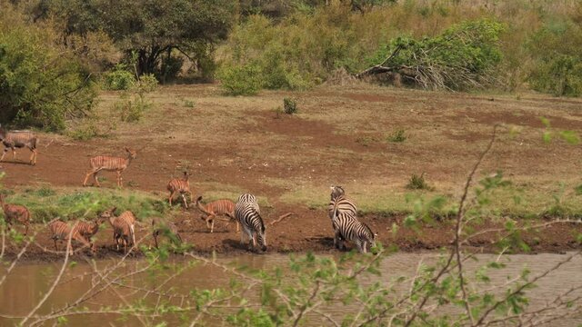 Zebra and Nyala drinking water at muddy pond are spooked and run away