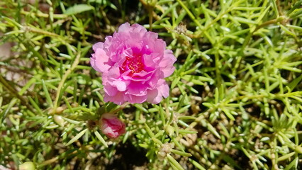 Fototapeta premium Close up a pink flower, Portulaca Grandiflora, portulaca, Japanese rose, Moss roses, and yellow pollen in the middle with green leaves blur backdrop, Sunny plant blooming on the flower garden.