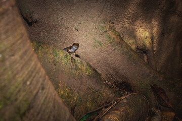Skink on a tree root