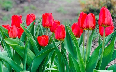 Red tulips flowers in spring garden.