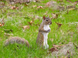 Squirrel standing on hind legs