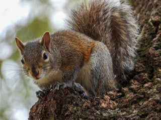 Squirrel watching from tree top