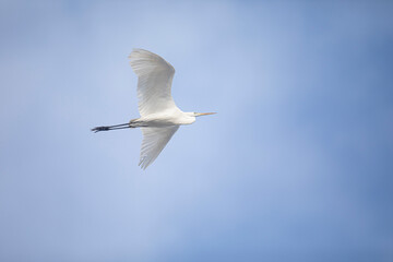 Silberreiher im Flug beim Fliegen bei blauem Himmel
