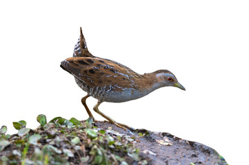 Baillon's Crake isolated on white background