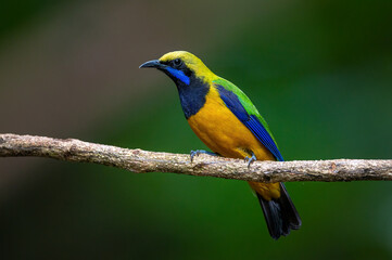 Orange-Bellied Leafbird beautiful of bird