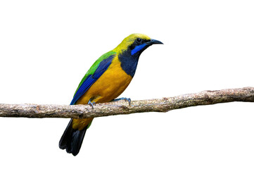 Orange-Bellied Leafbird isolated on white background