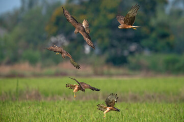 Pied Harrier flying blue sky background,female