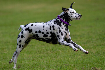 Dalmatian