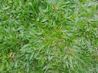 green grass background