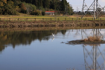 田舎の池