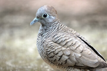 Close-up Zebra Dove was Standing on The Ground