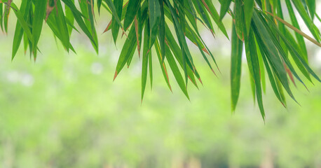 natural green background of bamboo leaves in park