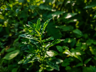 Artemisia argyi, commonly known as silvery wormwood, is a herbaceous perennial plant with a creeping rhizome. It is native to China, Korea, Mongolia, Japan, and the Russian Far East.