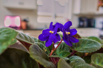An African Violet in a happy family home.