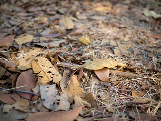 Fallen leaves on the ground,  Background of different dry rusty leaves in the park, Seasonal picturesque background