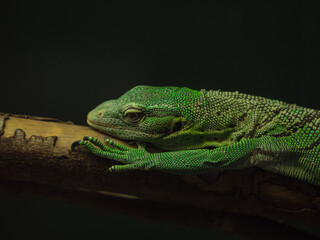Green Liazard