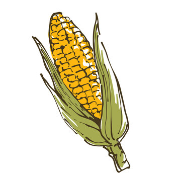 とうもろこし Images Browse 10 621 Stock Photos Vectors And Video Adobe Stock