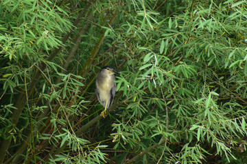 茂みに隠れるゴイサギ