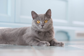 A young cute cat is resting on a wooden floor. British shorthair cat with blue-gray fur and yellow eyes