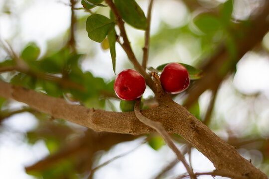 las cerezas