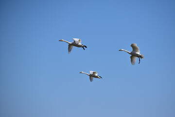 着地準備に入った白鳥