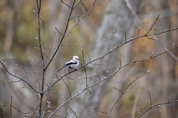 早春のシマエナガ
