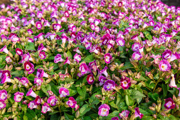 Fototapeta premium Beautiful torenia Flower in the garden