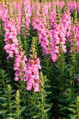 Obraz premium Beautiful Antirrhinum majus dragon flower also known as Snap Dragons and Tagetes patula (French Marigolds) is blooming in the garden.