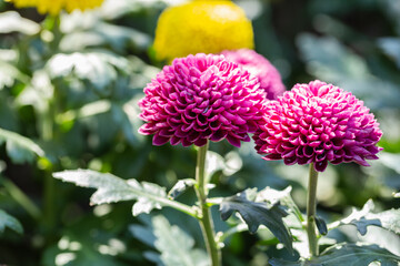 Pompom chrysanthemums flower in the garden at sunny summer or spring day