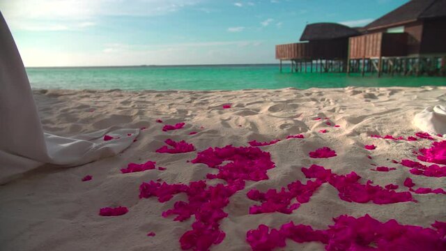 Pink flowers laying on sand on a sunny day with a blue ocean in the backround
