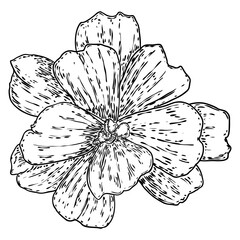 Lotus flower. Floral botanical water lily flower. Isolated blooming pond wildflower. Lotus flower for spiritual body and mind designs, spa, meditation, religion, yoga. Vector.