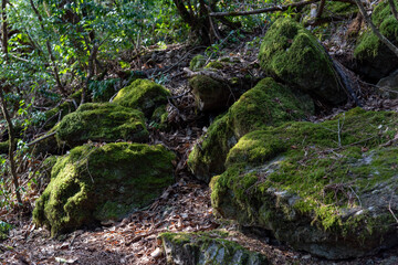 高知県工石山の山道