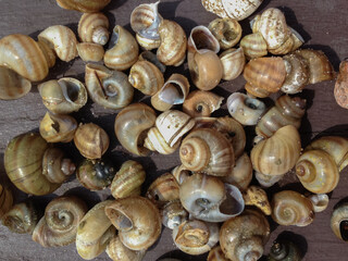 colorful snail shells background