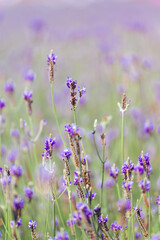 Fototapeta premium Soft focus on lavender flower, beautiful lavender flowers blooming in the garden for the background