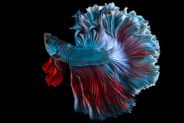 Obraz premium Beautiful movement of blue red Betta fish, Siamese fighting fish, Betta splendens of Thailand isolated on black background.
