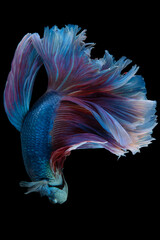 Beautiful movement of blue red Betta fish, Siamese fighting fish, Betta splendens of Thailand isolated on black background.