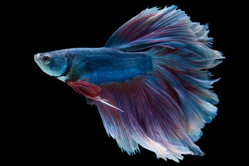 Beautiful movement of blue red Betta fish, Siamese fighting fish, Betta splendens of Thailand isolated on black background.